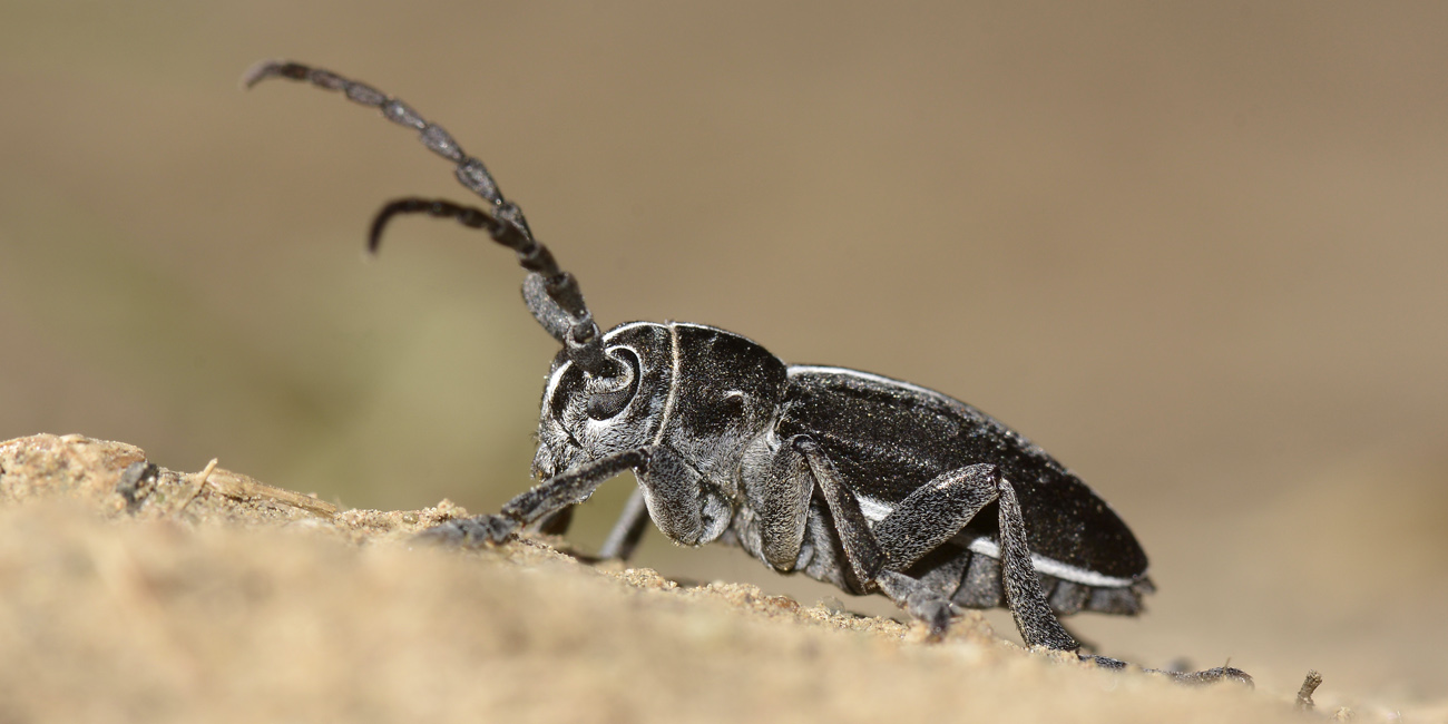 maschio e femmina di Dorcadion arenarium - Cerambycidae